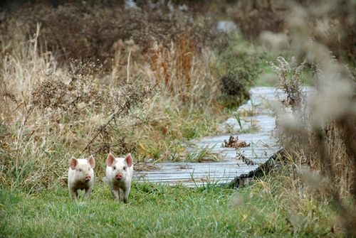 我們的環(huán)境會(huì)好嗎？——“數(shù)說(shuō)”大氣、水、土壤污染防治三大戰(zhàn)役